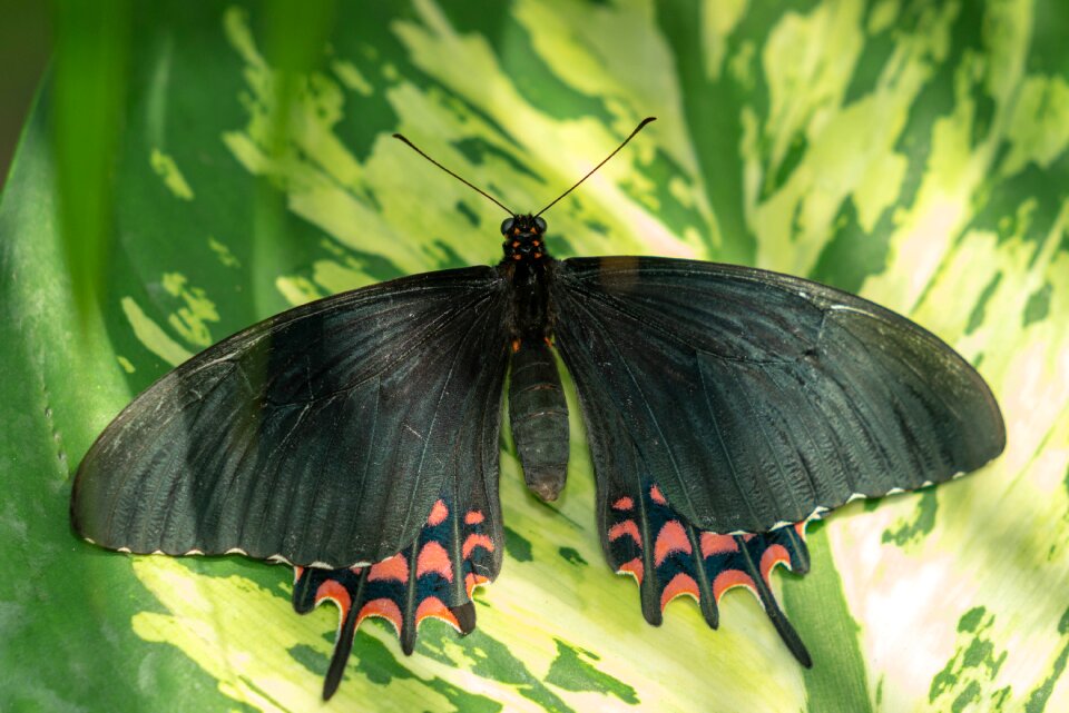 Wing tropical colorful
