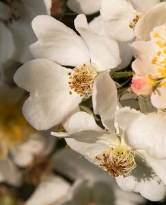 Plant spring white flowers