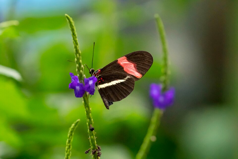 Wing tropical colorful