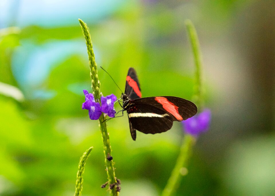 Wing tropical colorful