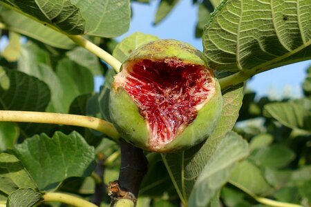 Food ripe cracked