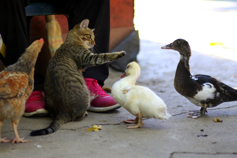 Friends pet food photo