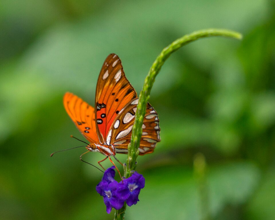 Wing tropical colorful