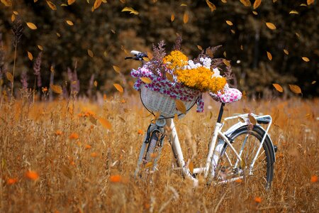 Forest nature autumn