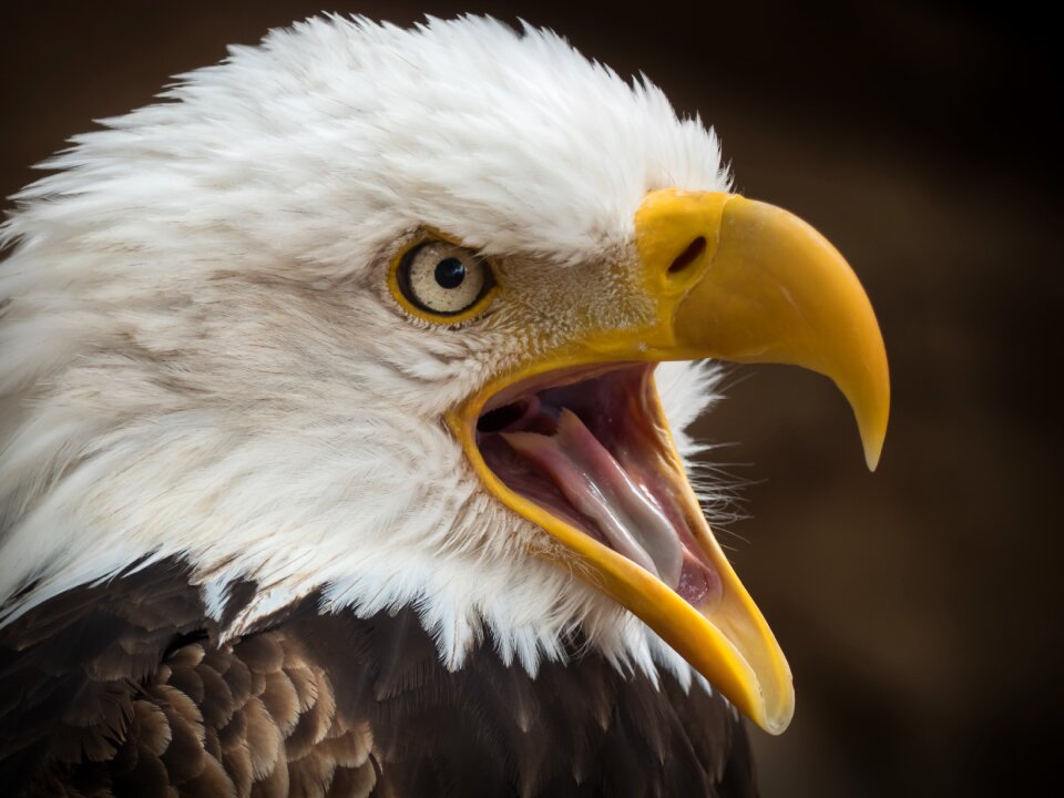 Bird of prey bald eagle plumage
