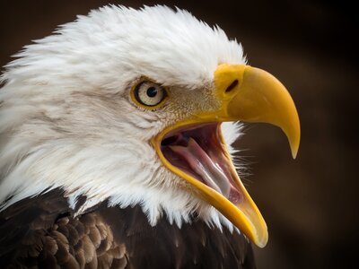 Bird of prey bald eagle plumage