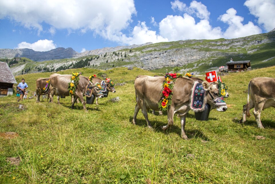 Alp rural cows