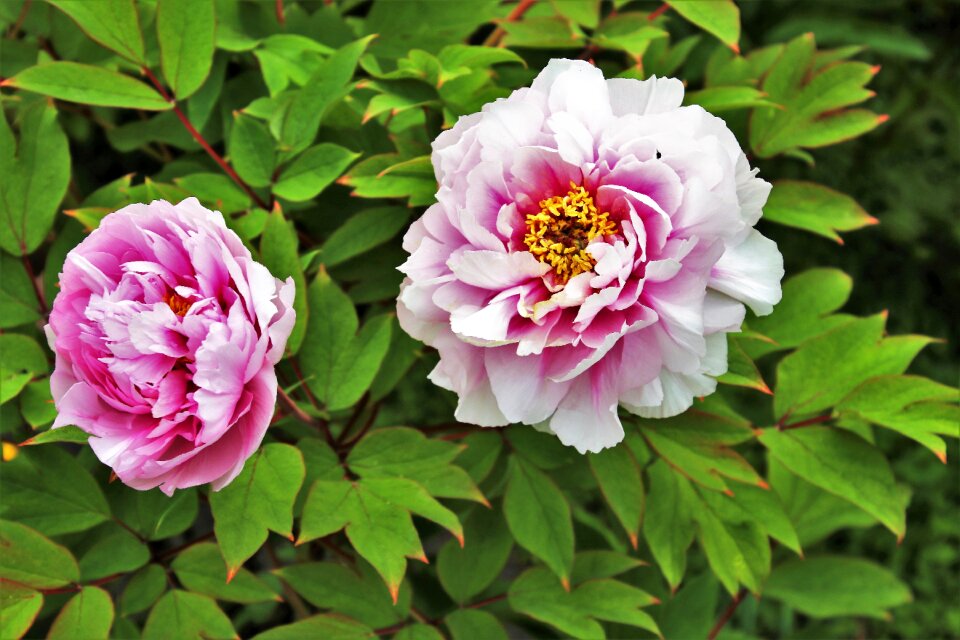 Flower plant nature