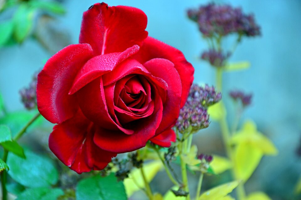 Bloom rose bloom bloom