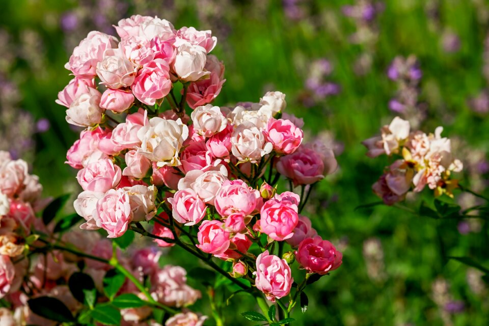 Pink nature flowers