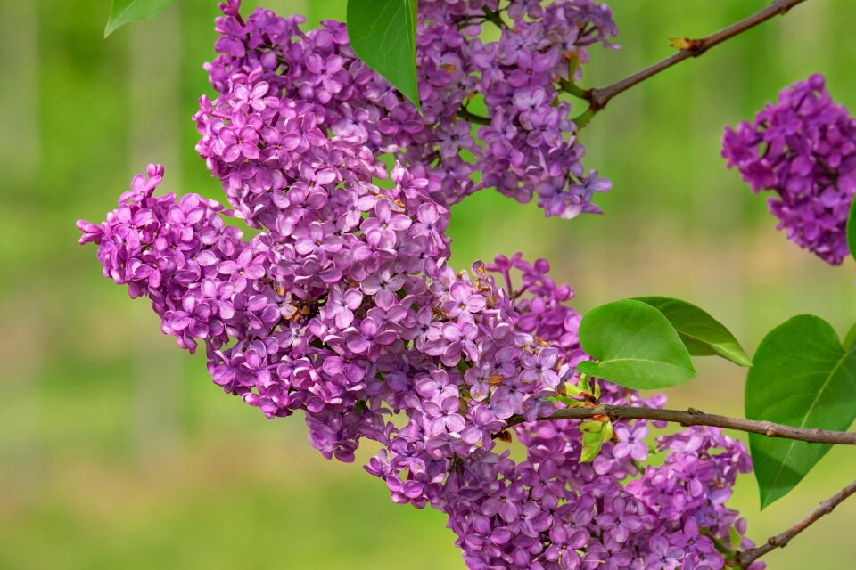 Violet spring lilac tree