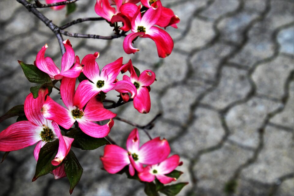 Garden spring closeup