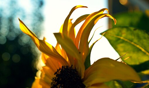 Evening petals yellow