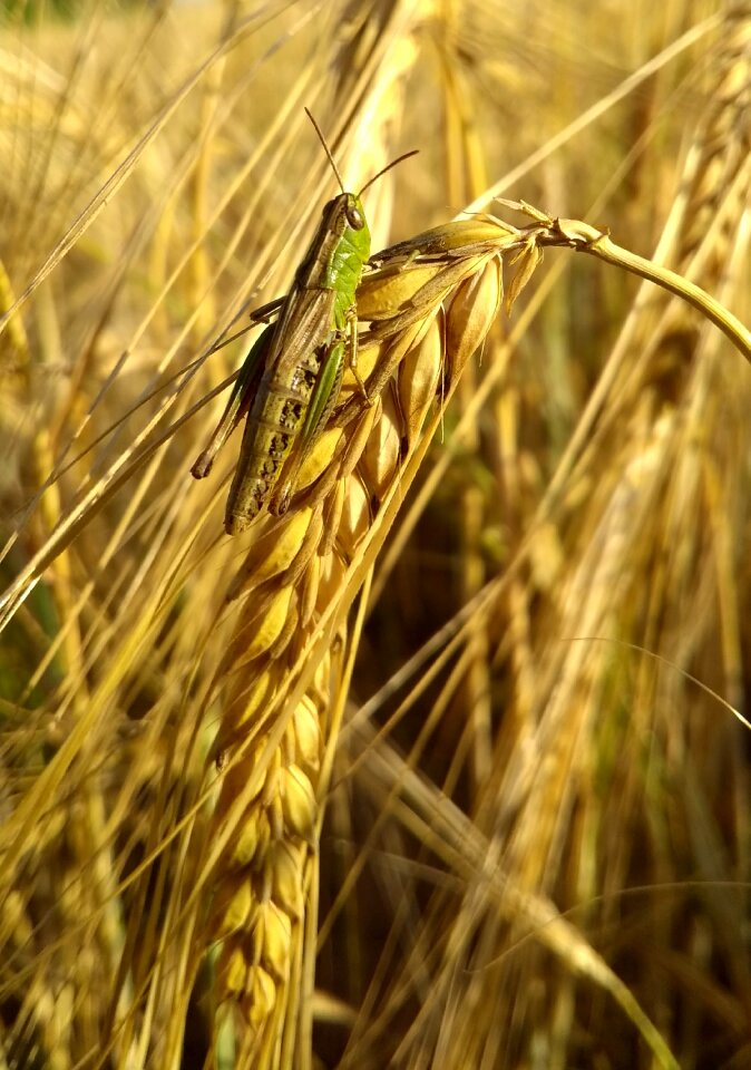 Insect grasshopper yellow