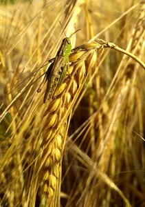 Insect grasshopper yellow