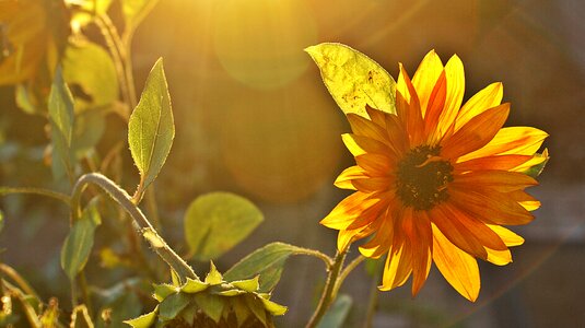 Sunset landscape outdoor