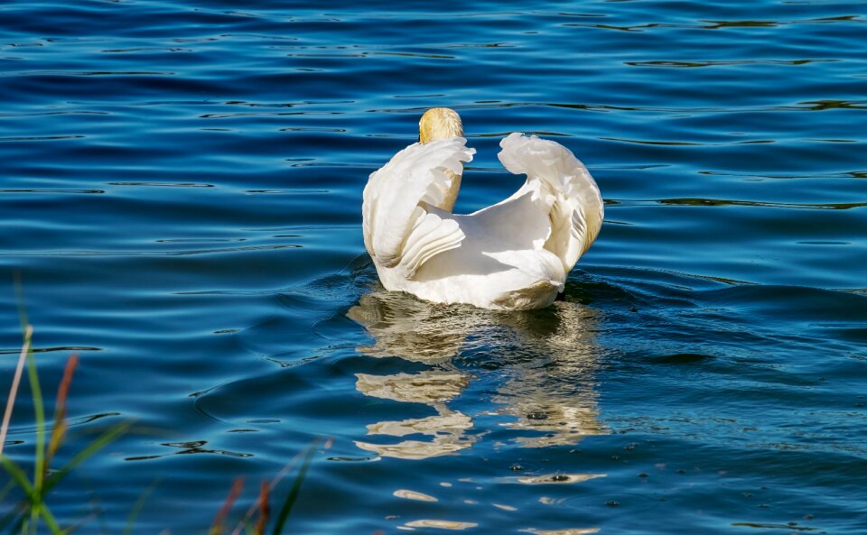 Bird water bird schwimmvogel