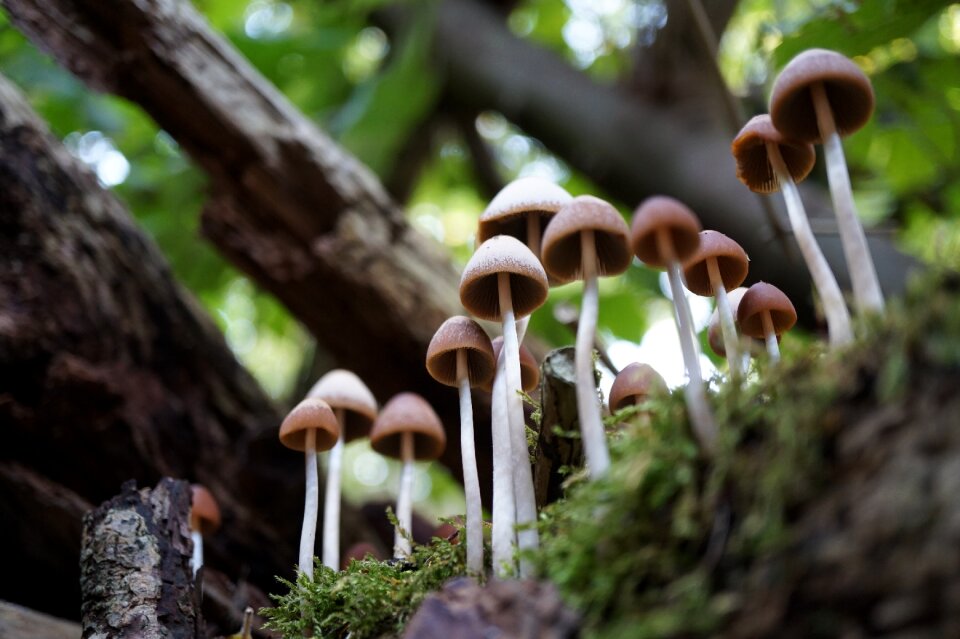 Nature forest macro