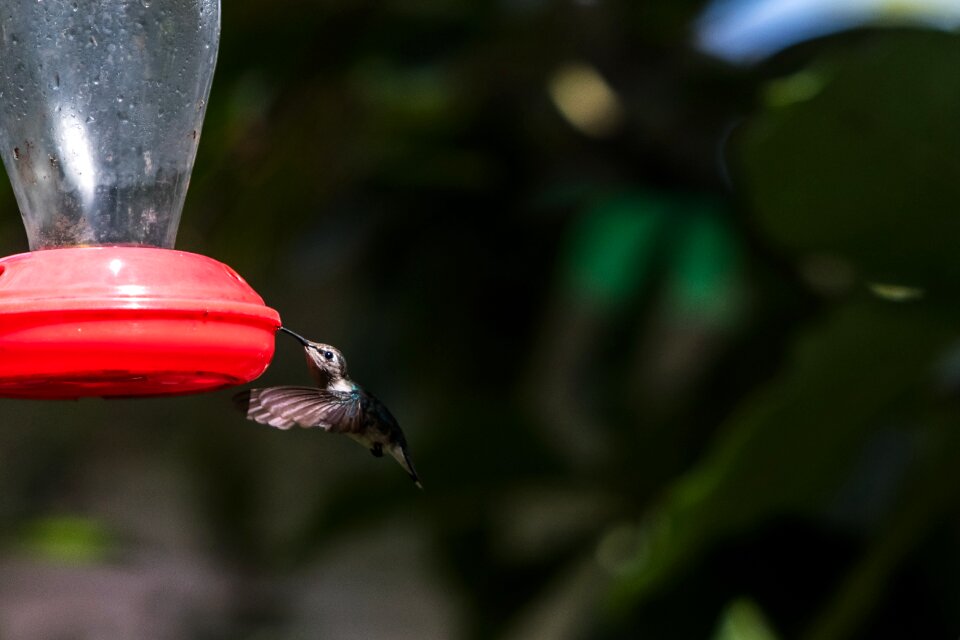 Mellisuga helenae zunzuncito endemic