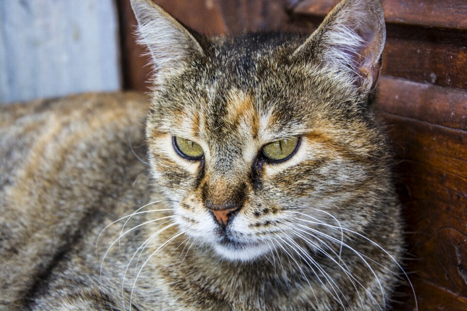 Animals pets cat pictures
