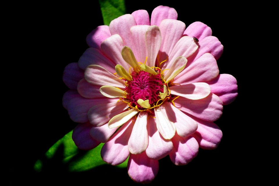 Nature summer macro