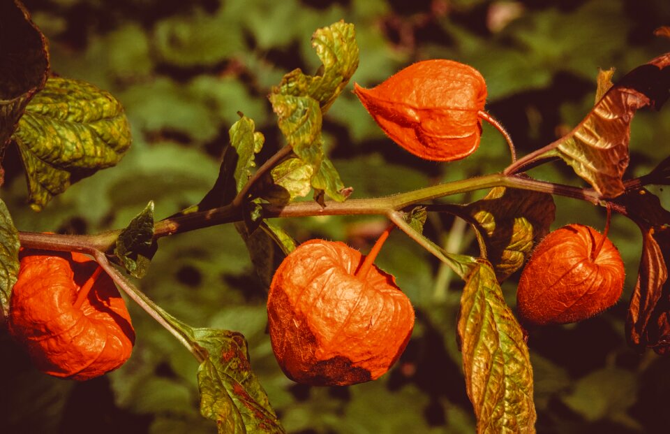 Bladder cherry physalis nachtschattengewächs