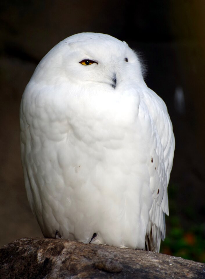 Feather plumage white