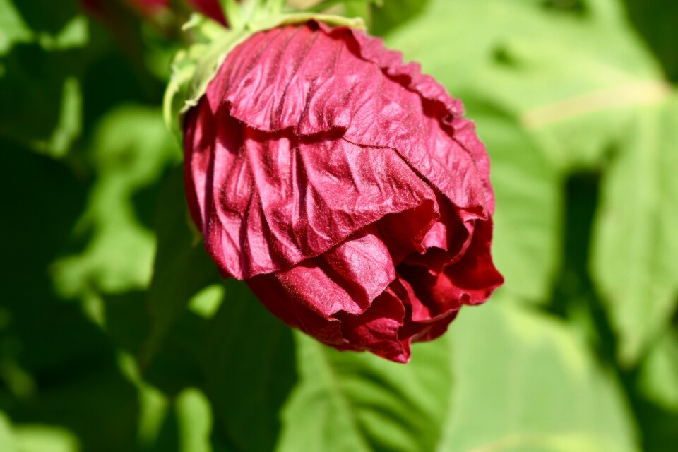 Blossom summer plant