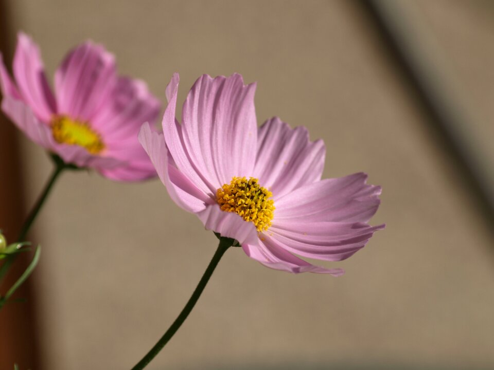 Bloom summer garden