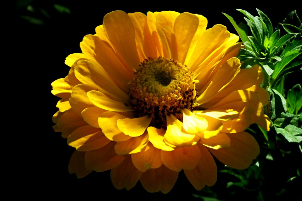Nature summer macro