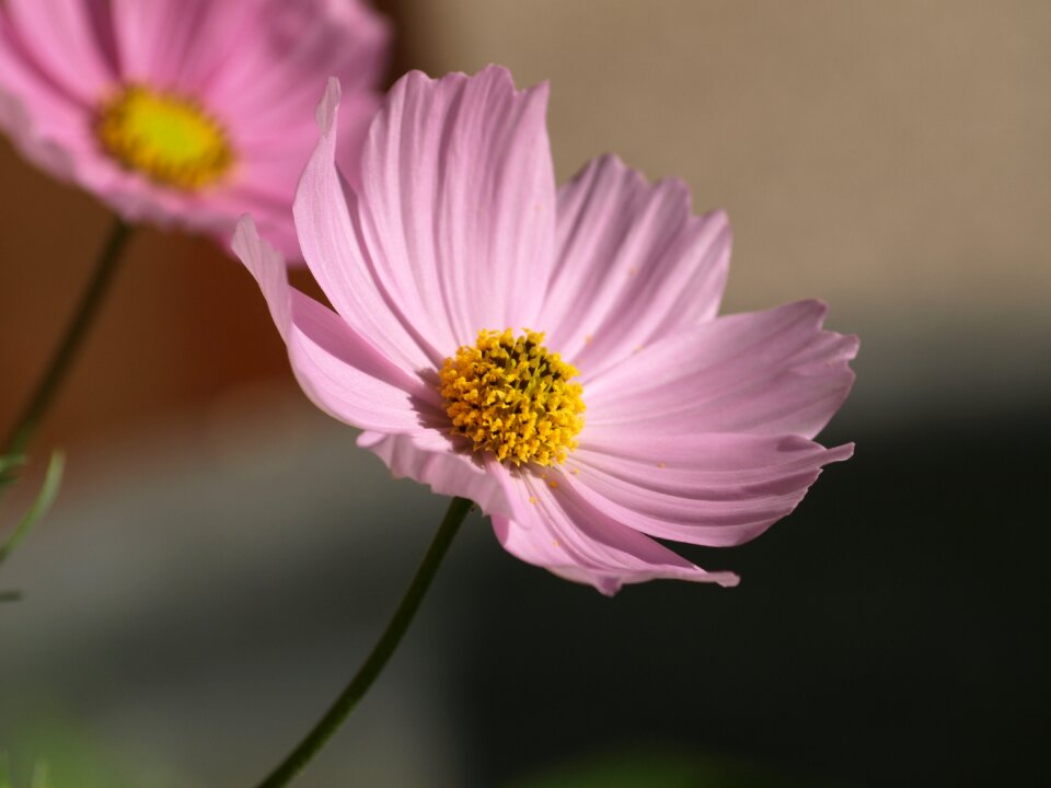 Bloom summer garden