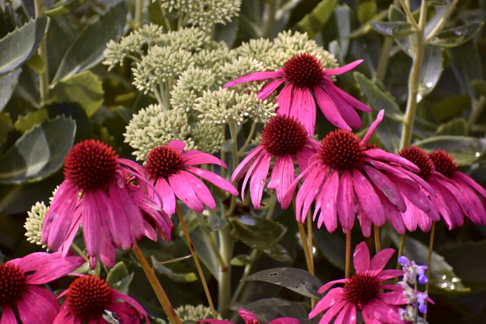 Flower colorful nature