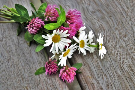 Flower spring nature
