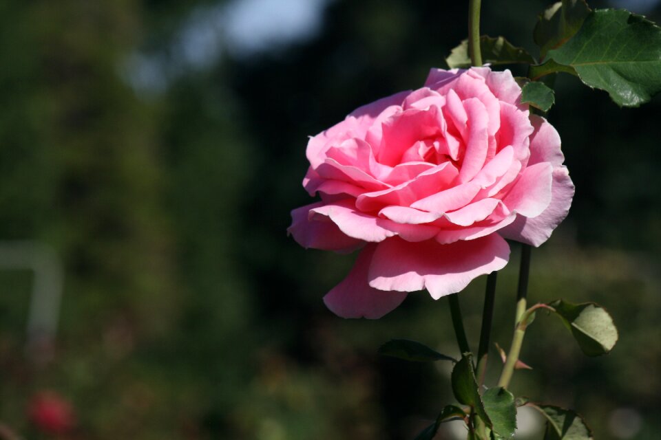 Bloom nature love