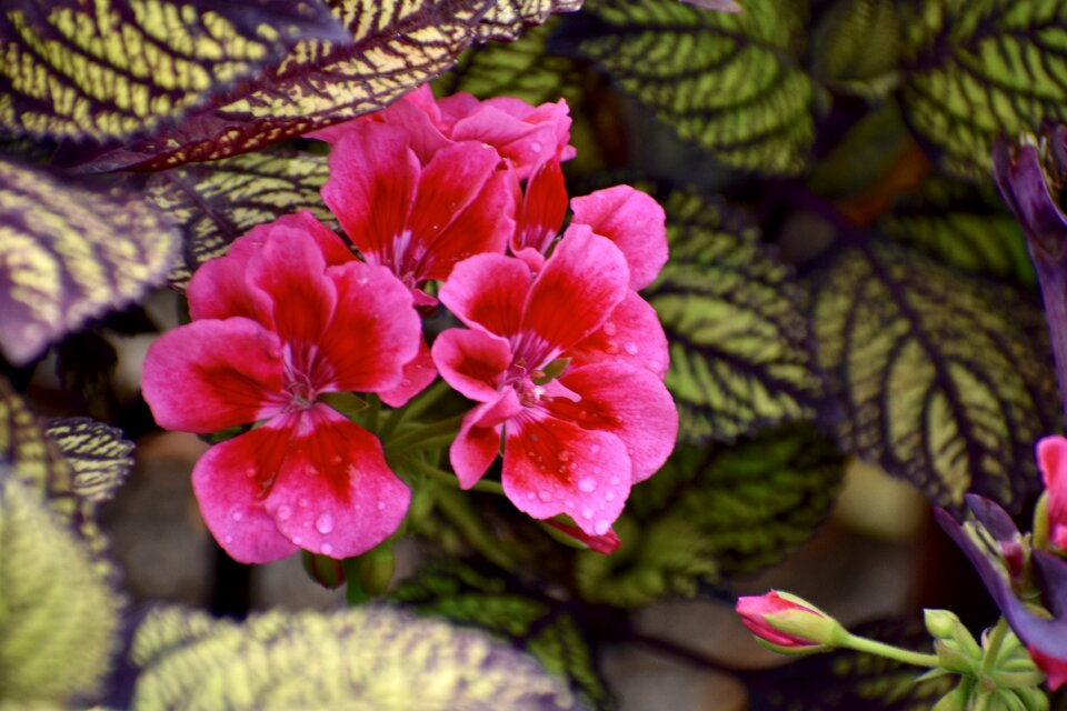 Nature plant bloom