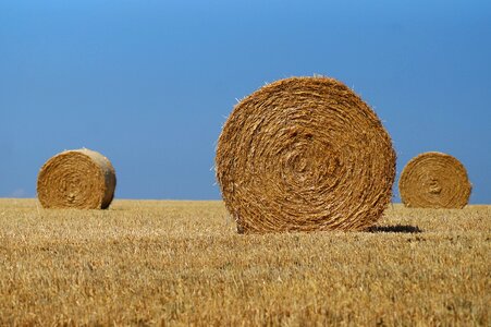Harvest hay field