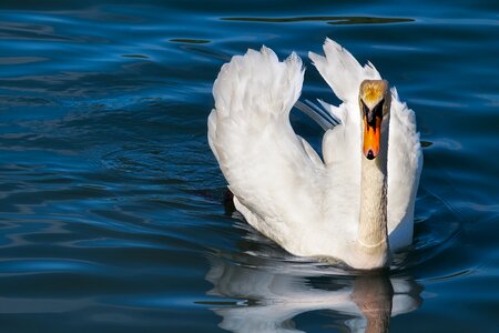 Bird water bird schwimmvogel