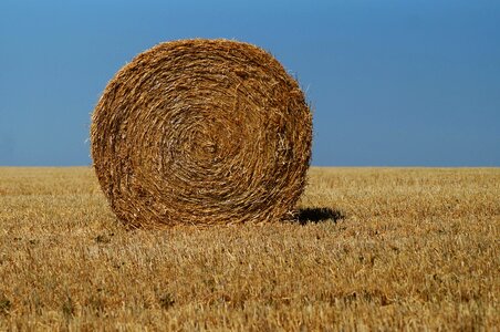 Harvest hay field photo