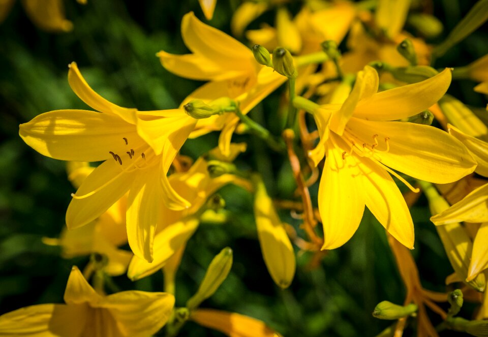 Spring nature grow photo