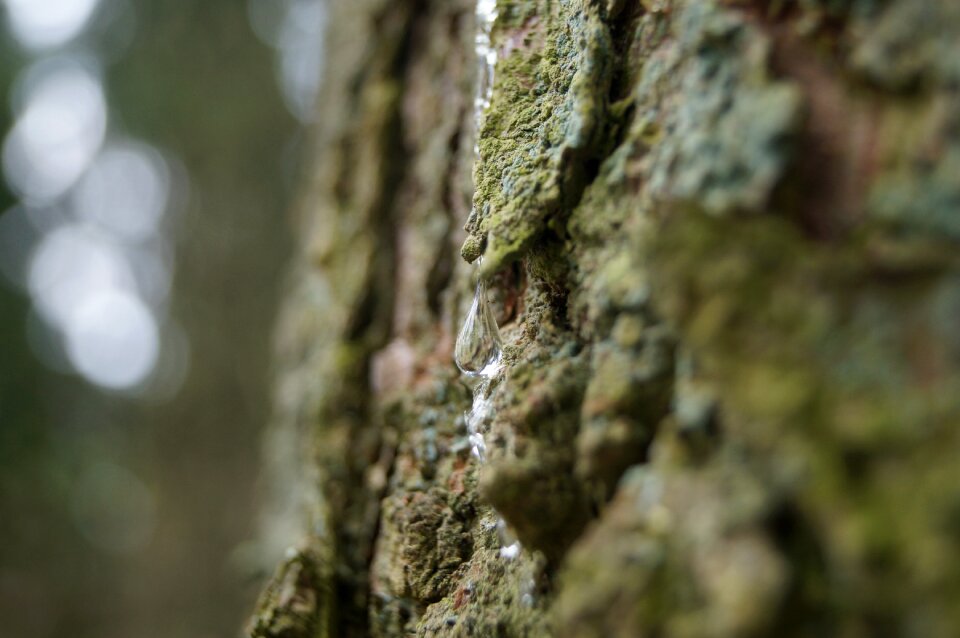 Natural forest tree trunk