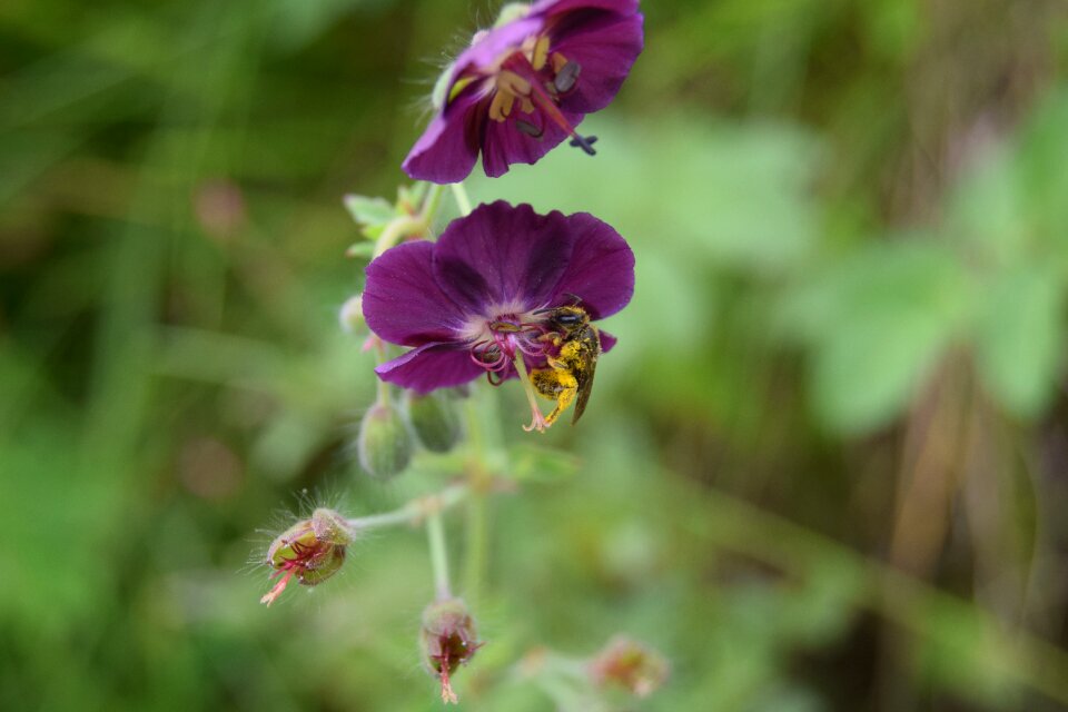 Brown stork beak geranium phaeum pollen