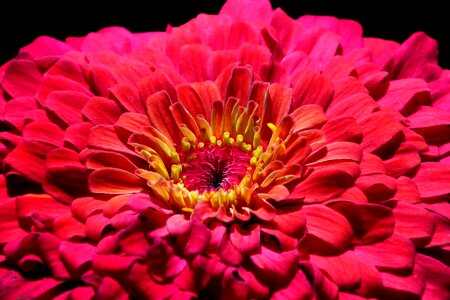 Nature summer macro