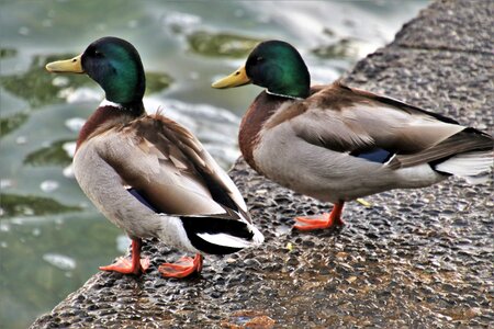 Beach lake birds