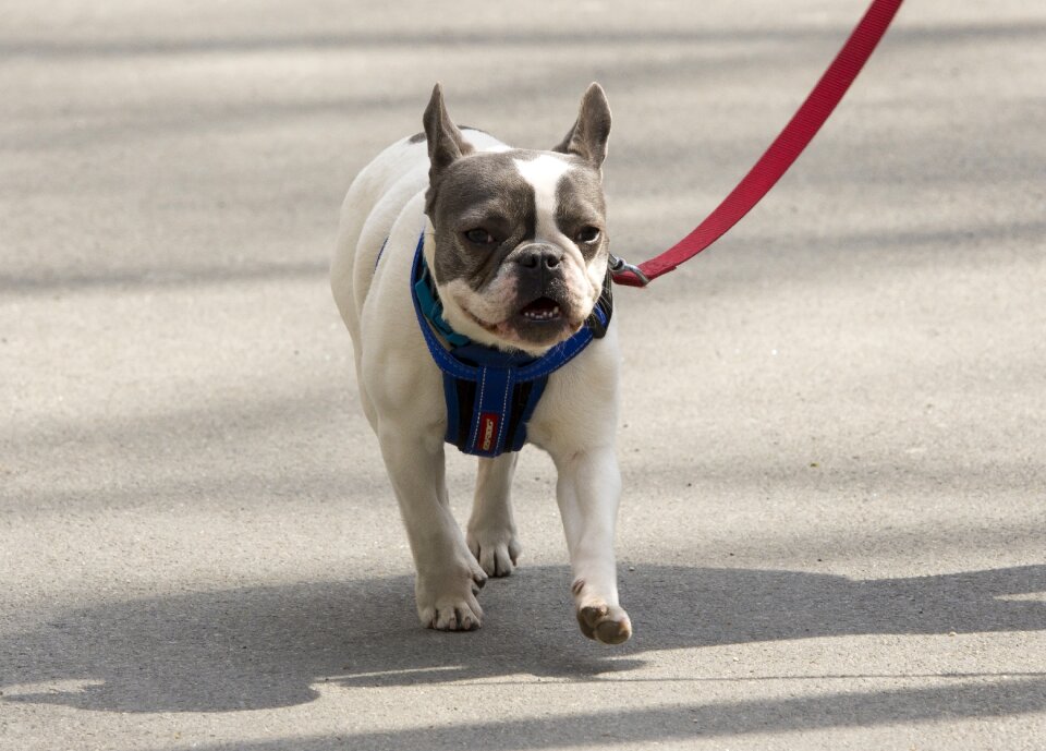 Pet park canine photo