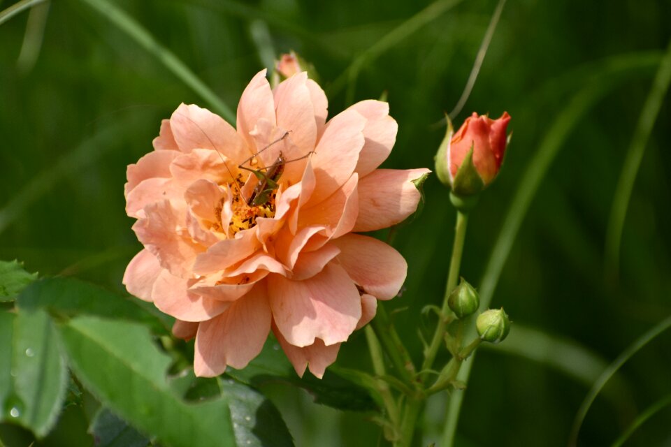Garden nature blossom