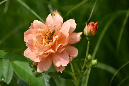 Garden nature blossom photo