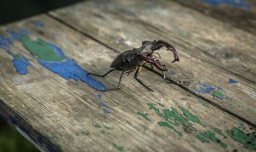 Nature stags entomology