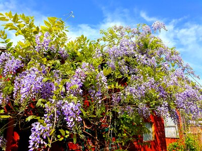 Flower plant tree