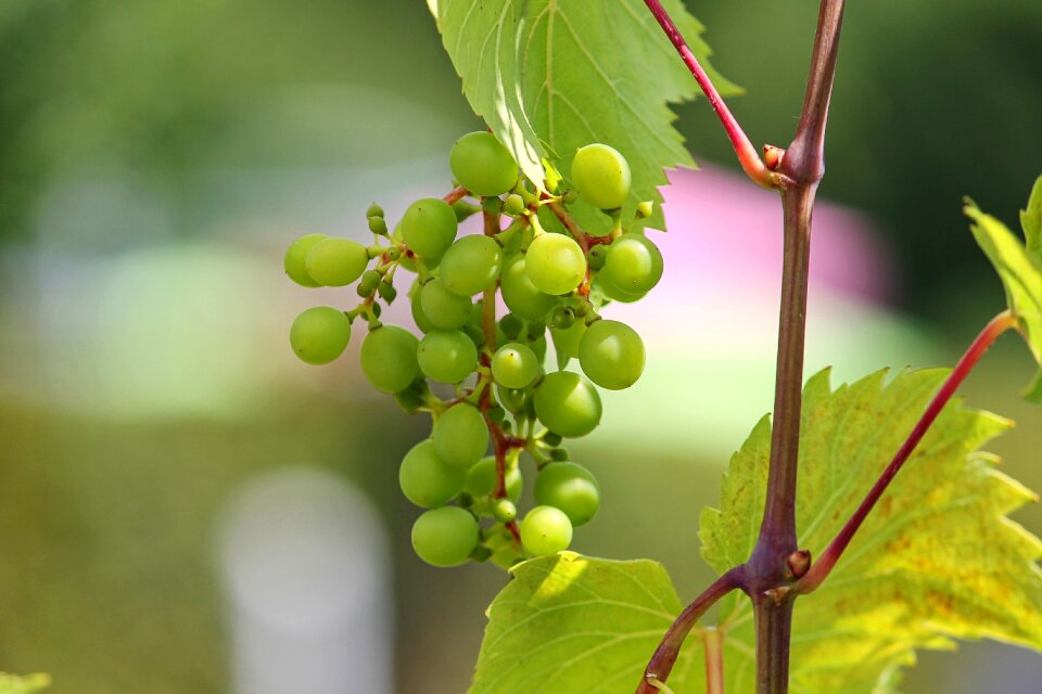 Winegrowing wine structure