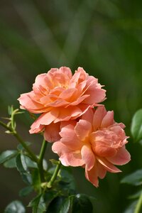 Garden nature blossom